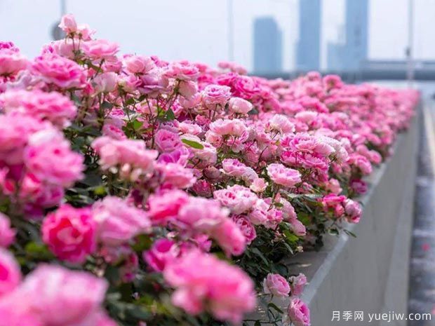 武漢新增多條絕美月季花道，江城處處花海景觀(圖3)