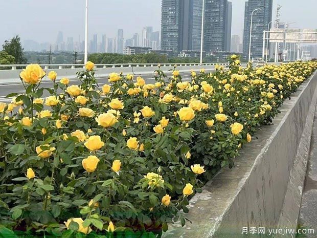 武漢新增多條絕美月季花道，江城處處花海景觀(圖5)