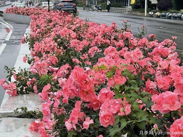 武漢新增多條絕美月季花道，江城處處花海景觀(圖6)