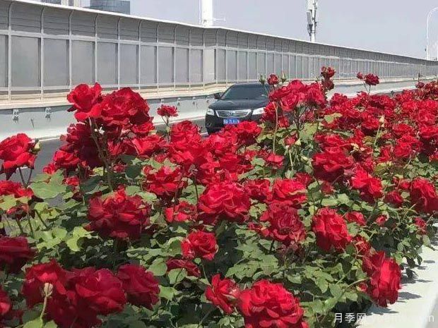 武漢新增多條絕美月季花道，江城處處花海景觀(圖7)