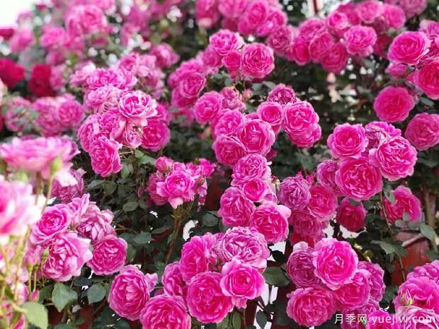 武漢新增多條絕美月季花道，江城處處花海景觀(圖8)