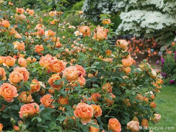 武漢新增多條絕美月季花道，江城處處花海景觀(圖9)