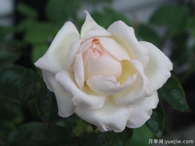 大名鼎鼎的伊芙系列，僅憑香氣就聞名月季界(圖3)