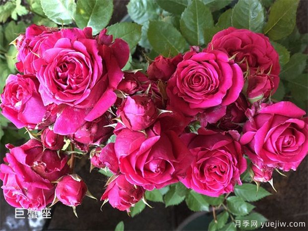 巨蟹座月季(圖1)
