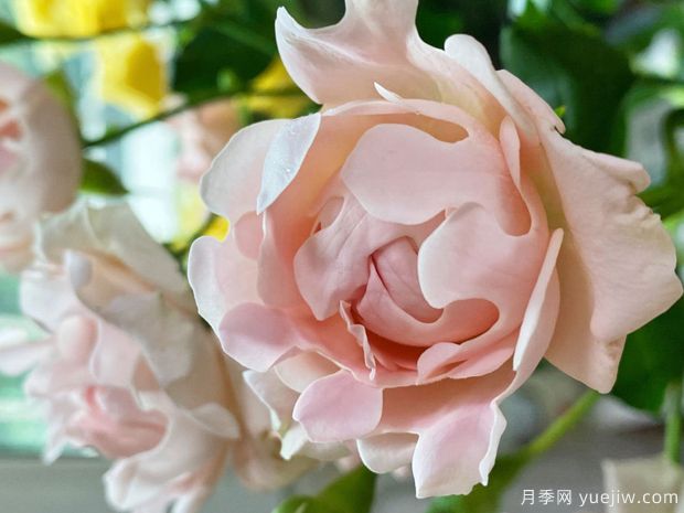 ?？麑殞氃录?蘇芬月季(圖1)