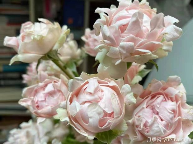 ?？麑殞氃录?蘇芬月季(圖4)