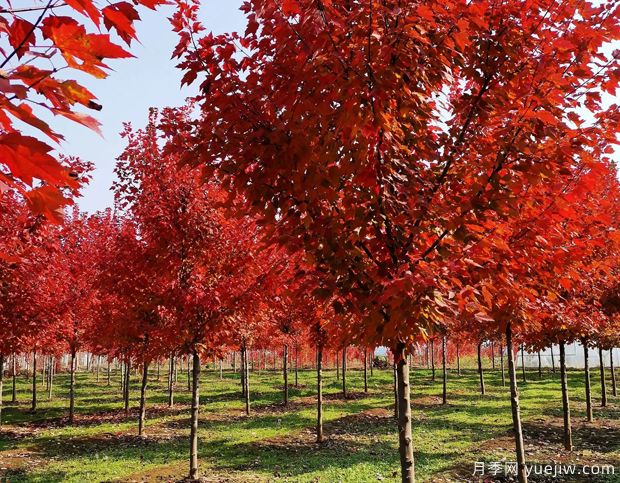 美國紅楓和日本紅楓的區(qū)別？哪個好？(圖1)