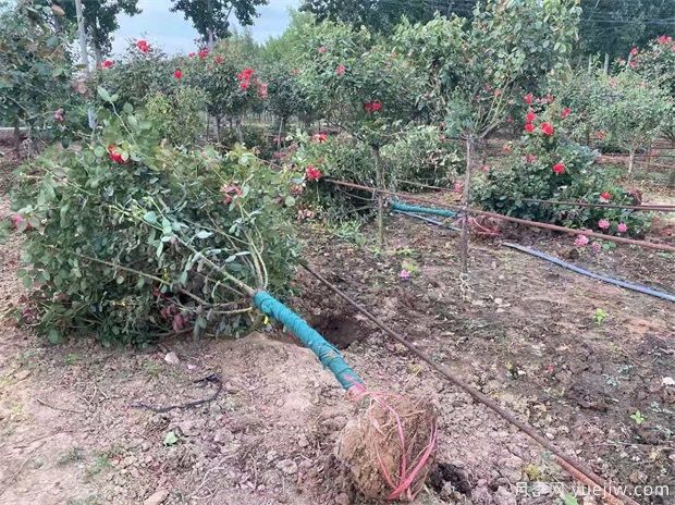 什么苗苗木要帶土球？什么花苗不用帶土球？(圖1)