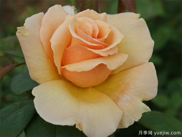 大獎章月季(圖1)