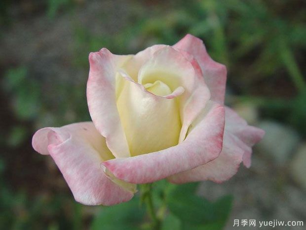 美國遺產月季/接班人月季(圖1)