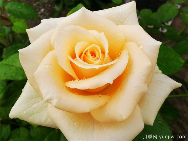 昆明斗南市場熱銷的十大切花玫瑰有哪些？(圖1)