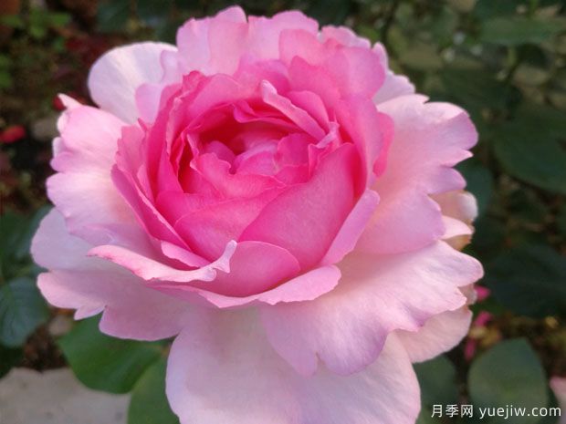 大名鼎鼎的伊芙系列，僅憑香氣就聞名月季界(圖2)