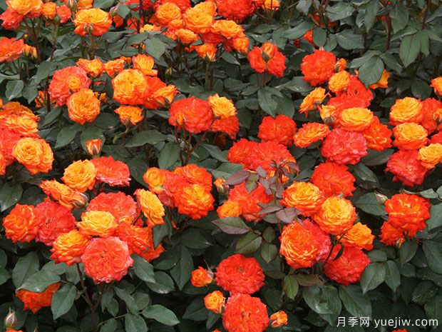 推薦8款豐花月季品種介紹，花滿枝頭，園林應(yīng)用花量多(圖6)