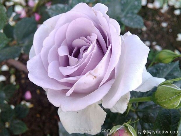 藍寶石月季/紫香(科德斯)(圖2)