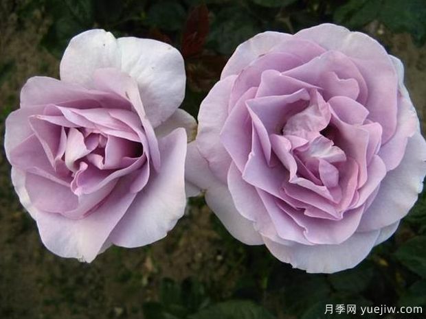 藍寶石月季/紫香(科德斯)(圖4)