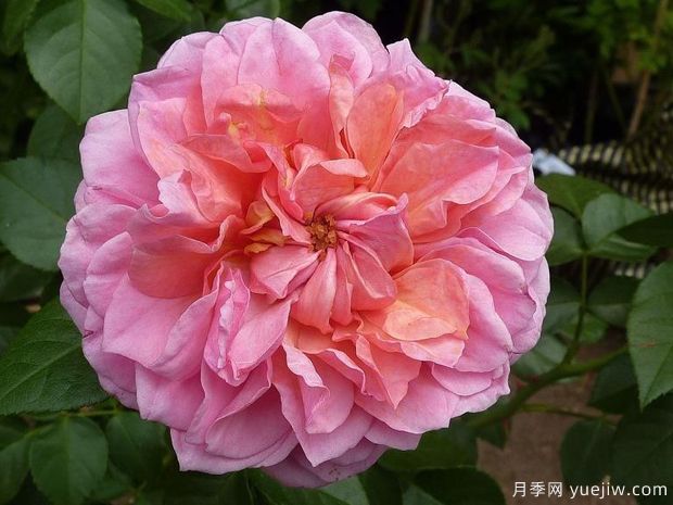 蘋果點心月季(圖1)