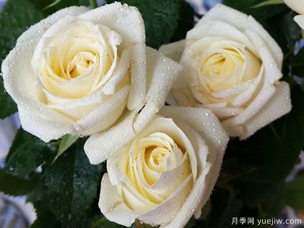 月亮王陽臺(tái)月季(圖5)