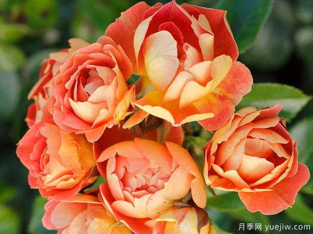 芒果蜜蜂樂園月季(圖1)