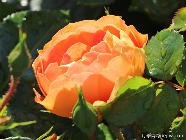 芒果蜜蜂樂園月季(圖2)