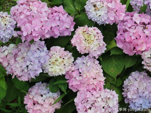 不同品種的繡球開花后如何修剪？(圖1)