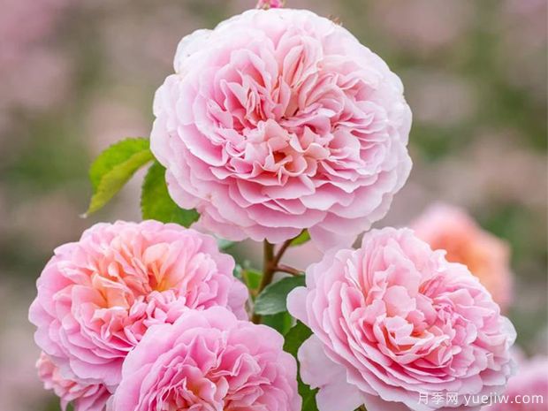 優(yōu)絲塔夏福愛月季/尤泰莎菲月季/游苔莎斐伊(圖1)