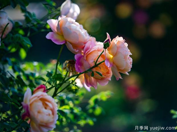 信陽(yáng)月季應(yīng)用和景觀圖集(圖3)