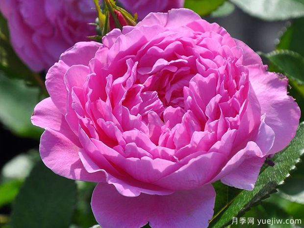 蘭花韻事月季/天使灣月季/蘭花浪漫(圖2)