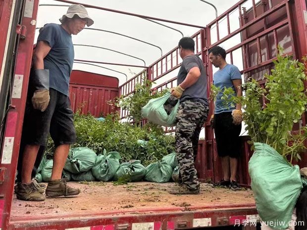 安吉拉月季盆栽苗，60厘米高基地發(fā)貨(圖3)
