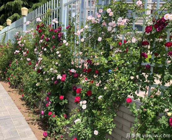 天水市花月季美麗開放，為城市景觀增資添彩(圖1)
