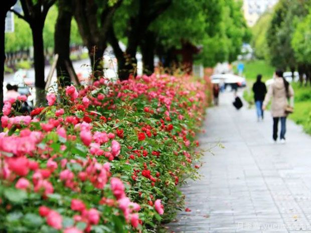 恩施月季市花文化和景觀(guān)圖集(圖1)