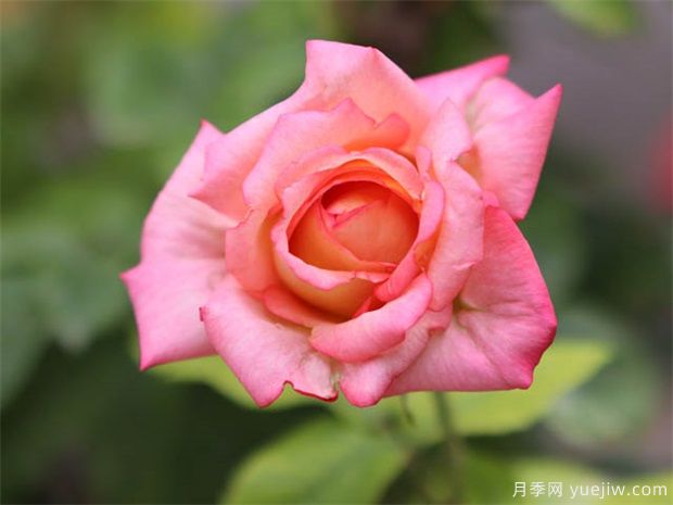 大美月季，十堰這幾處的月季花海等你來觀賞(圖1)