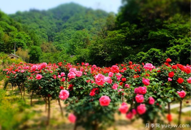 大美月季，十堰這幾處的月季花海等你來觀賞(圖3)