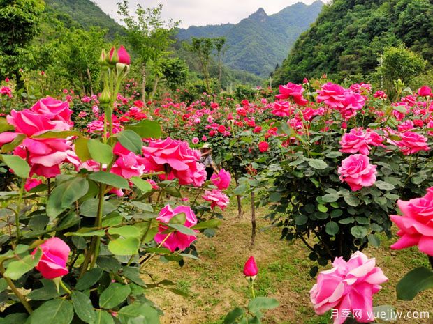 大美月季，十堰這幾處的月季花海等你來觀賞(圖2)