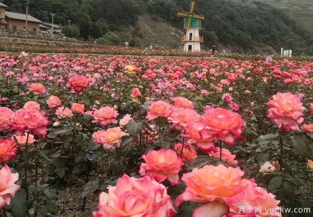 大美月季，十堰這幾處的月季花海等你來觀賞(圖4)