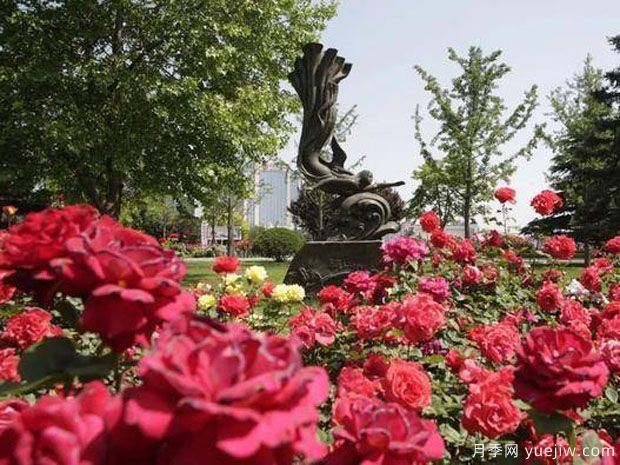 長(zhǎng)治月季市花文化和景觀圖集(圖3)