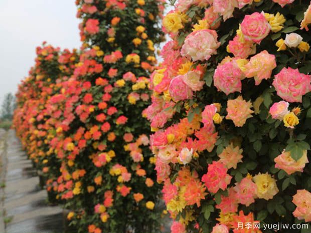 渭南月季市花文化和景觀圖集(圖2)