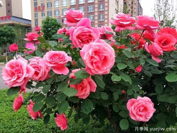 渭南月季市花文化和景觀圖集(圖1)