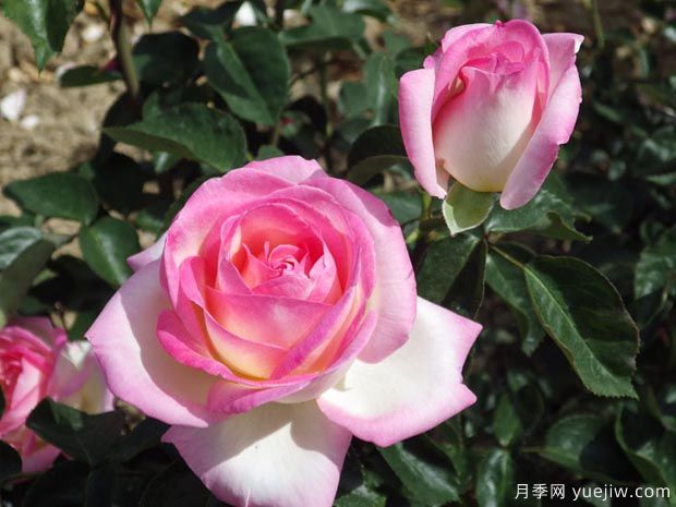 月季入門品種推薦：切花朱麗葉、摩納哥公主、摩納哥公爵(圖2)