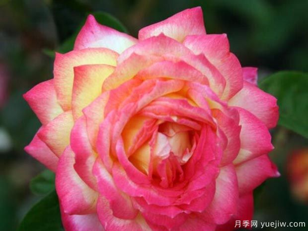 分享10種大花月季品種，開花鮮艷，香味清新(圖2)