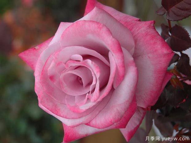 分享10種大花月季品種，開花鮮艷，香味清新(圖3)