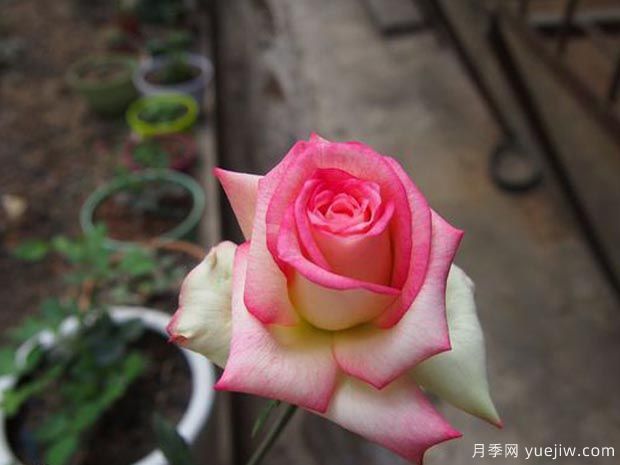 分享10種大花月季品種，開花鮮艷，香味清新(圖10)