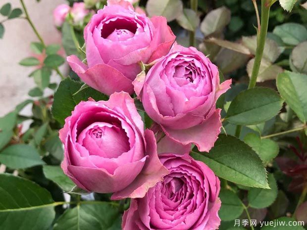 薰衣草蕾絲月季/薰衣草花邊月季(圖2)