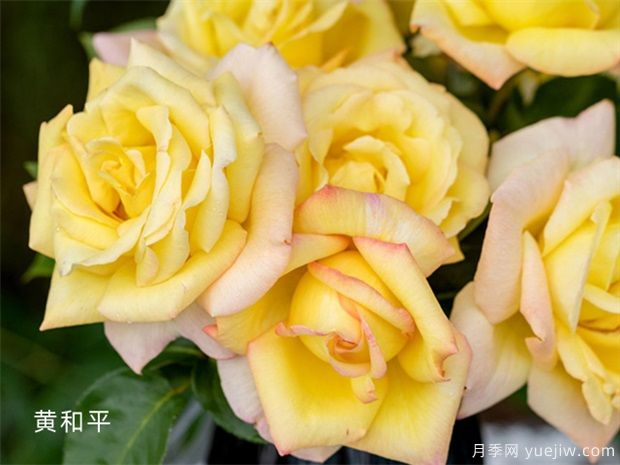 十個(gè)經(jīng)典大花月季品種介紹，花香濃郁，花朵大似巴掌(圖5)