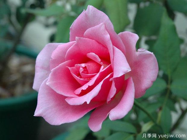 埃菲爾鐵塔月季/巴黎鐵塔(圖1)