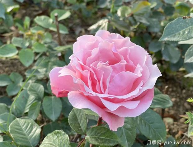 陽臺(tái)盆栽植物施肥辦法(圖1)