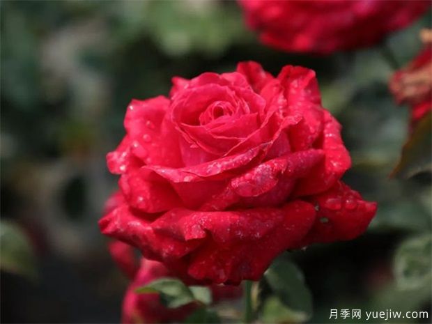 亞力克紅月季，香味濃郁花大花美(圖2)