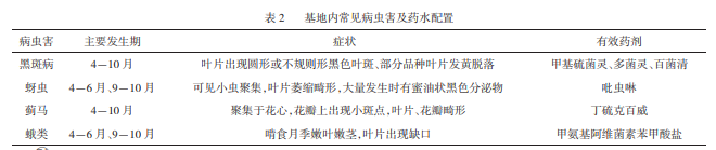 高架月季盆栽規(guī)?；B(yǎng)護技術(shù)(圖2)