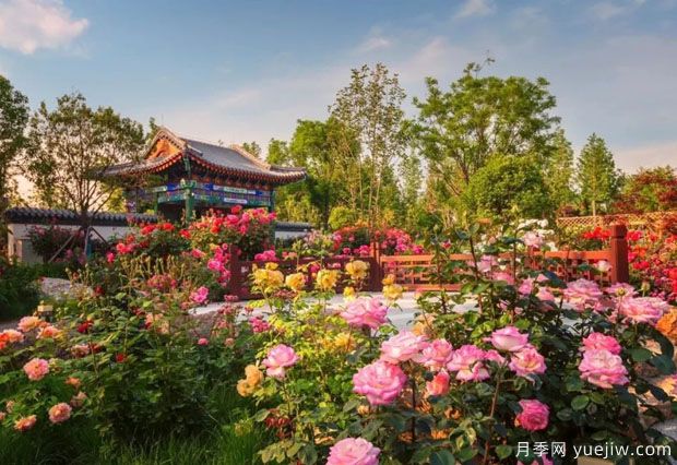 南陽世界月季大觀園國慶游園會，盛世船情夢回南都 (圖2)