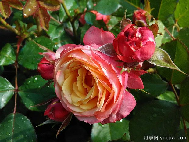浪漫比克月季(圖5)
