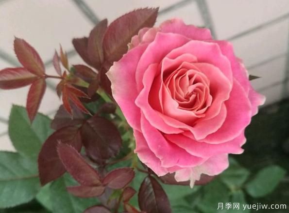 專屬12星座的月季花，你的星座是什么月季(圖3)